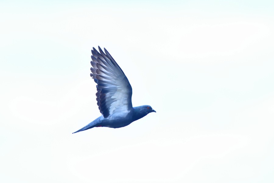 Kaya Güvercini (evcil tip) - ML647074350