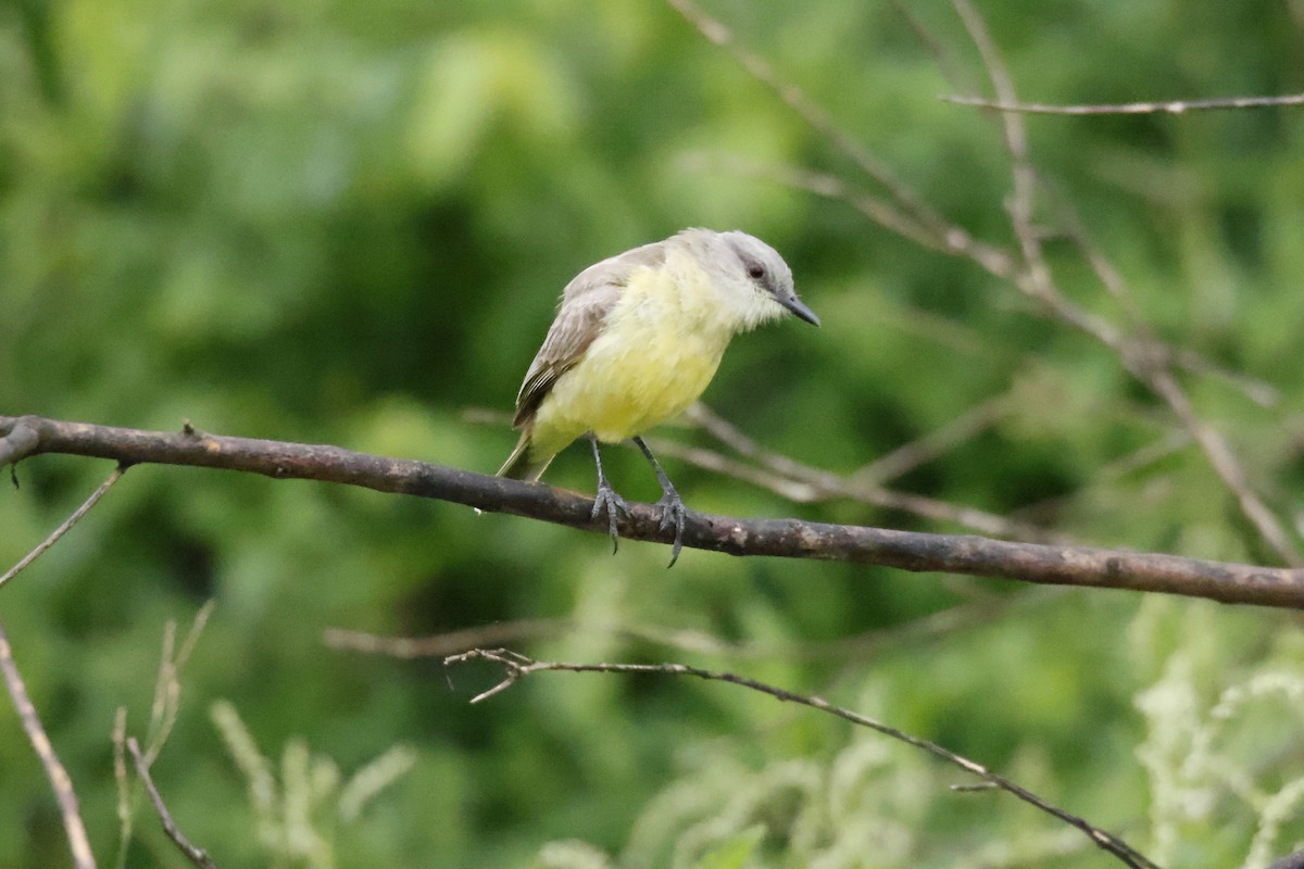 Cattle Tyrant - ML647074358