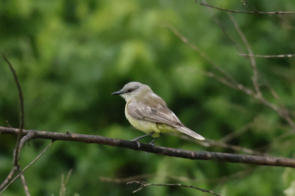 Cattle Tyrant - ML647074359