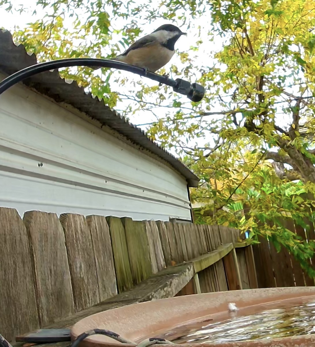 Carolina Chickadee - ML647074360