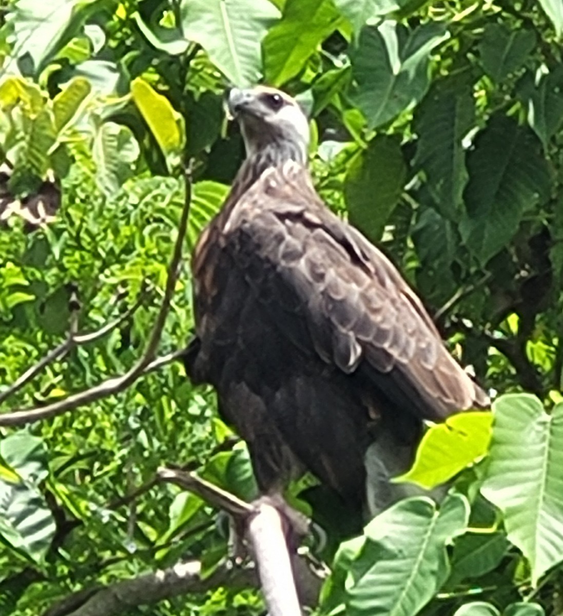 Madagascar Fish-Eagle - ML647074366