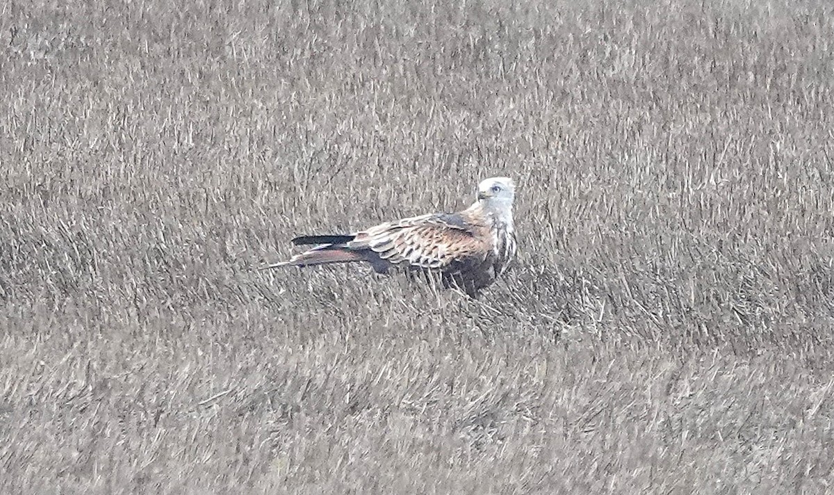 アカトビ - ML647074367