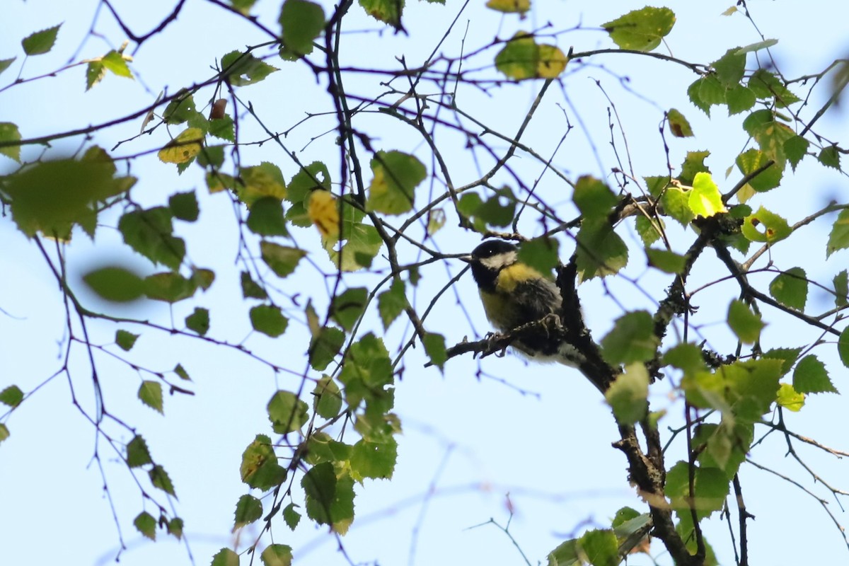 Great Tit - ML647074371