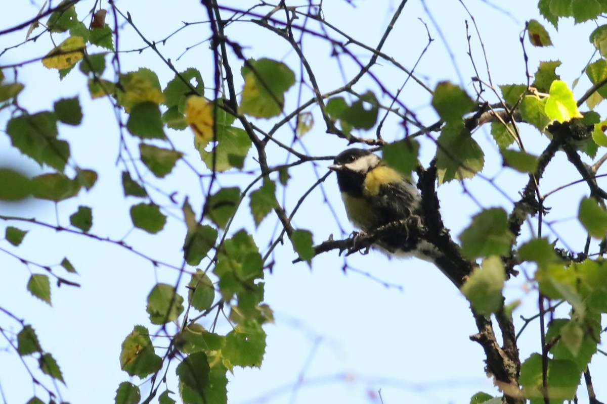 Great Tit - ML647074372