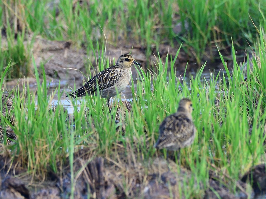 Küçük Altın Yağmurcun - ML647074374