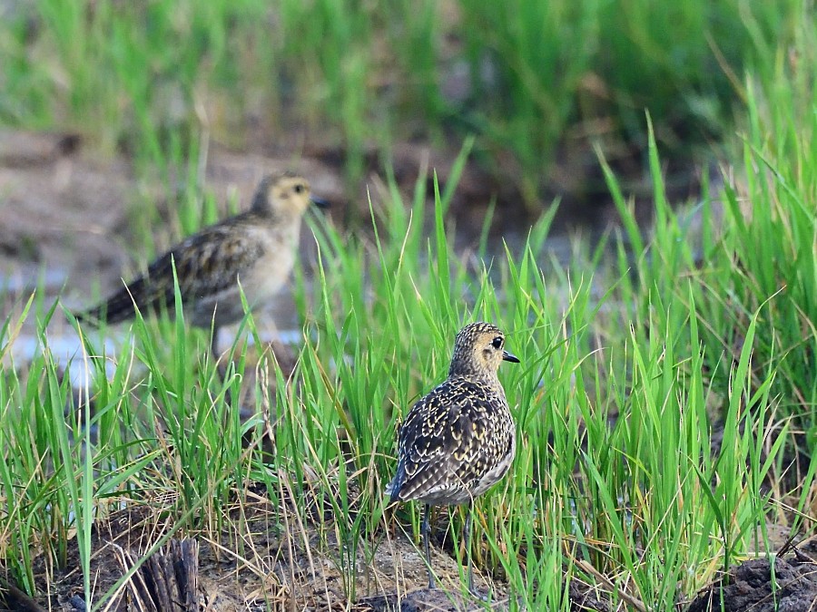 Küçük Altın Yağmurcun - ML647074375