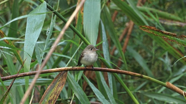 Least Flycatcher - ML647074376