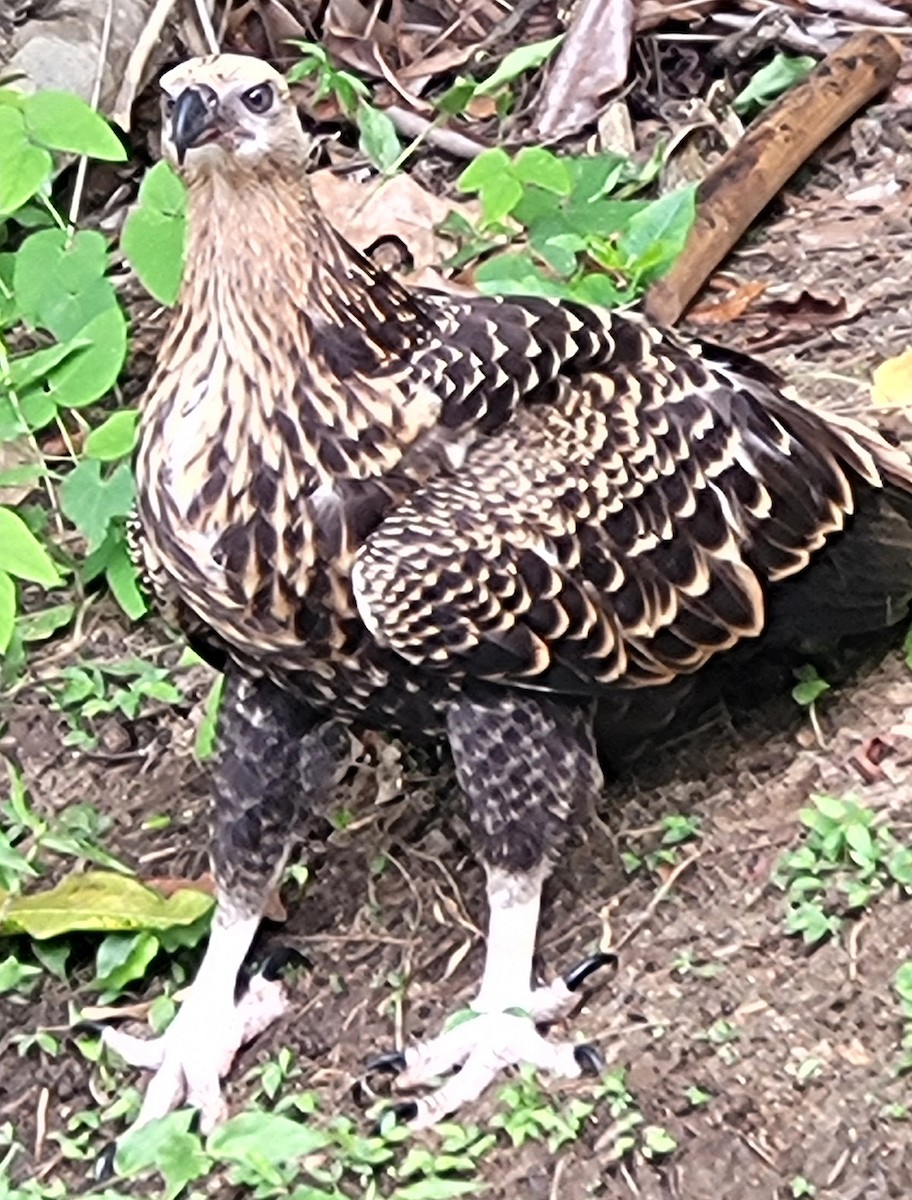 Madagascar Fish-Eagle - ML647074378