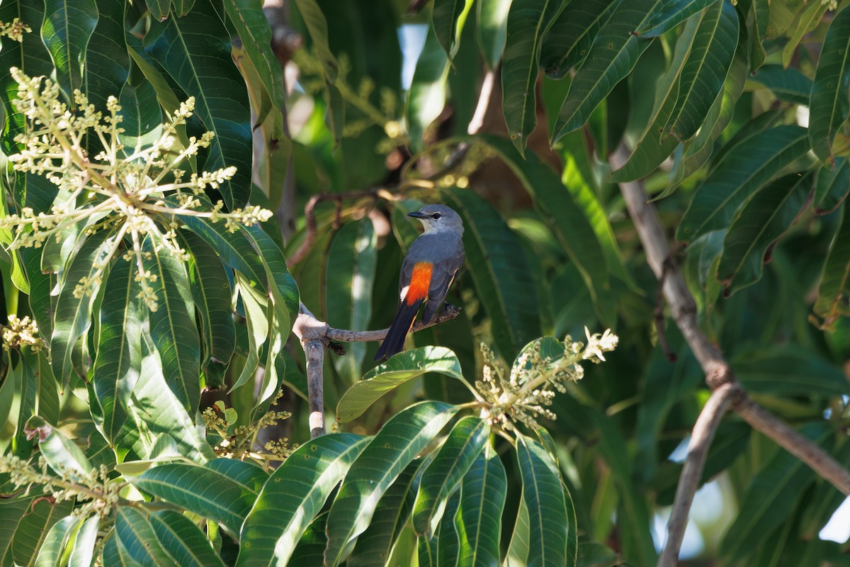 Zwergmennigvogel - ML647074383