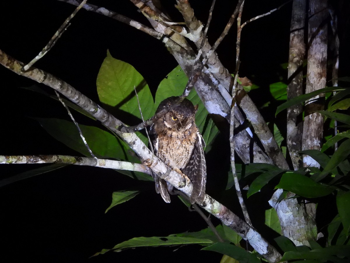 výreček molucký - ML647074389