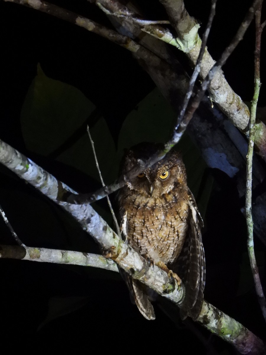 výreček molucký - ML647074390