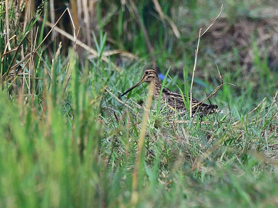 ハリオシギ - ML647074392