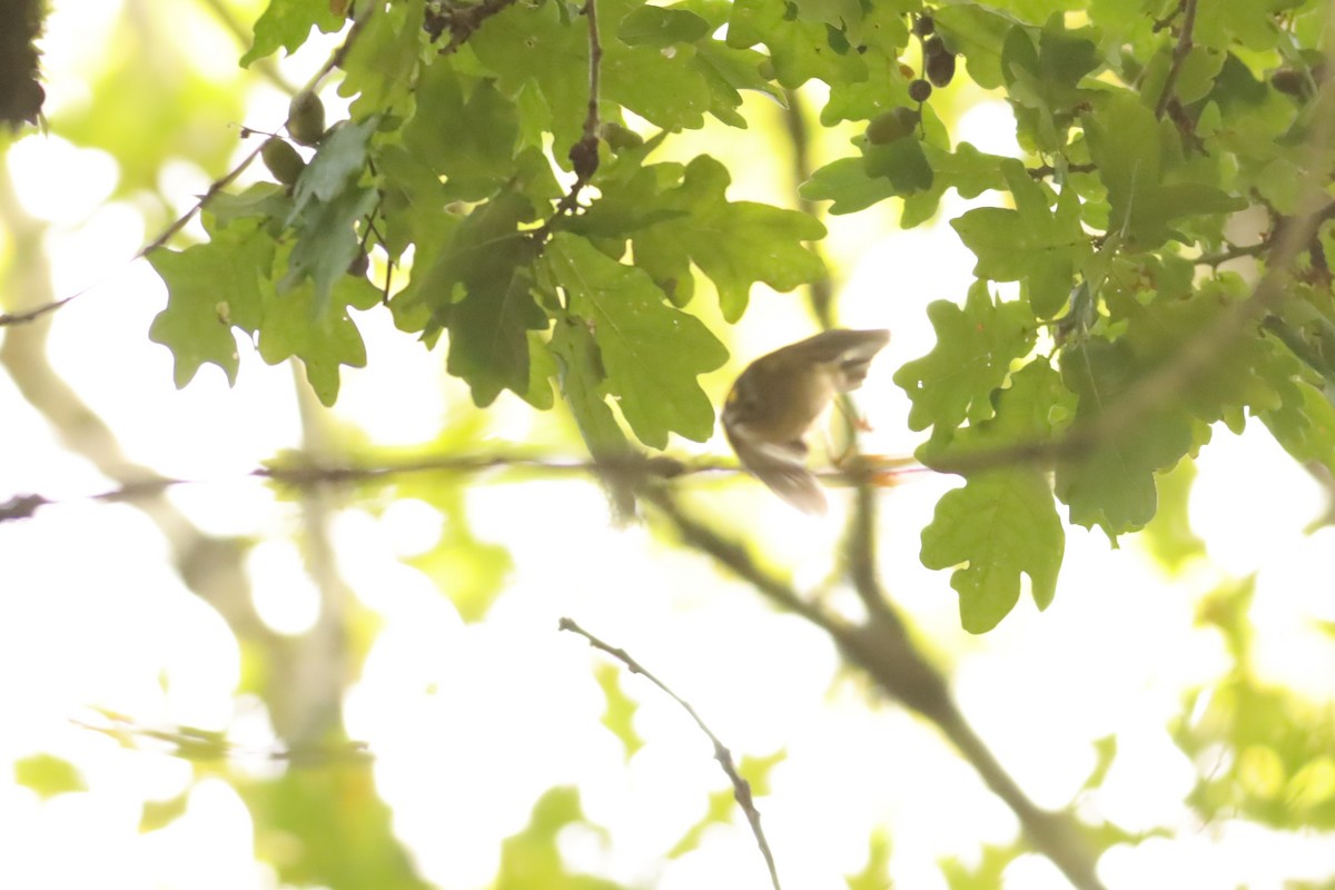 Goldcrest - ML647074396