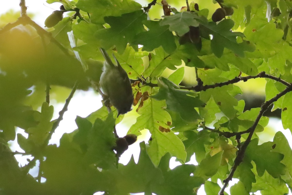 Goldcrest - ML647074397