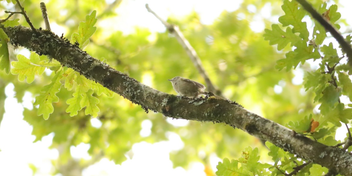 Goldcrest - ML647074400