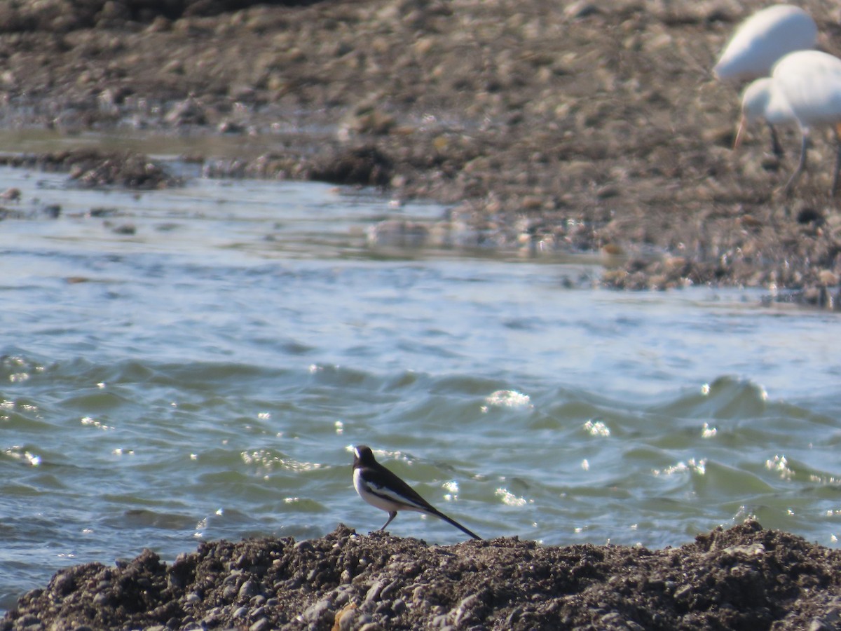 Lavandera India - ML647074408