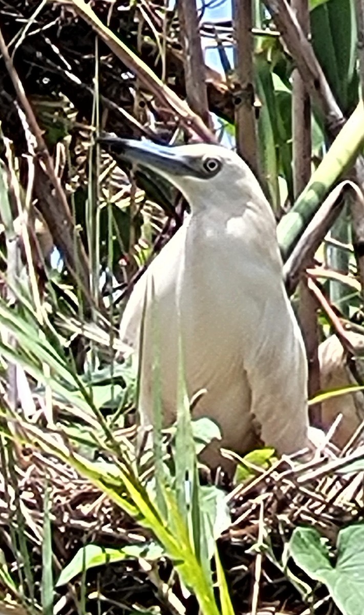 Malagasy Pond-Heron - ML647074409