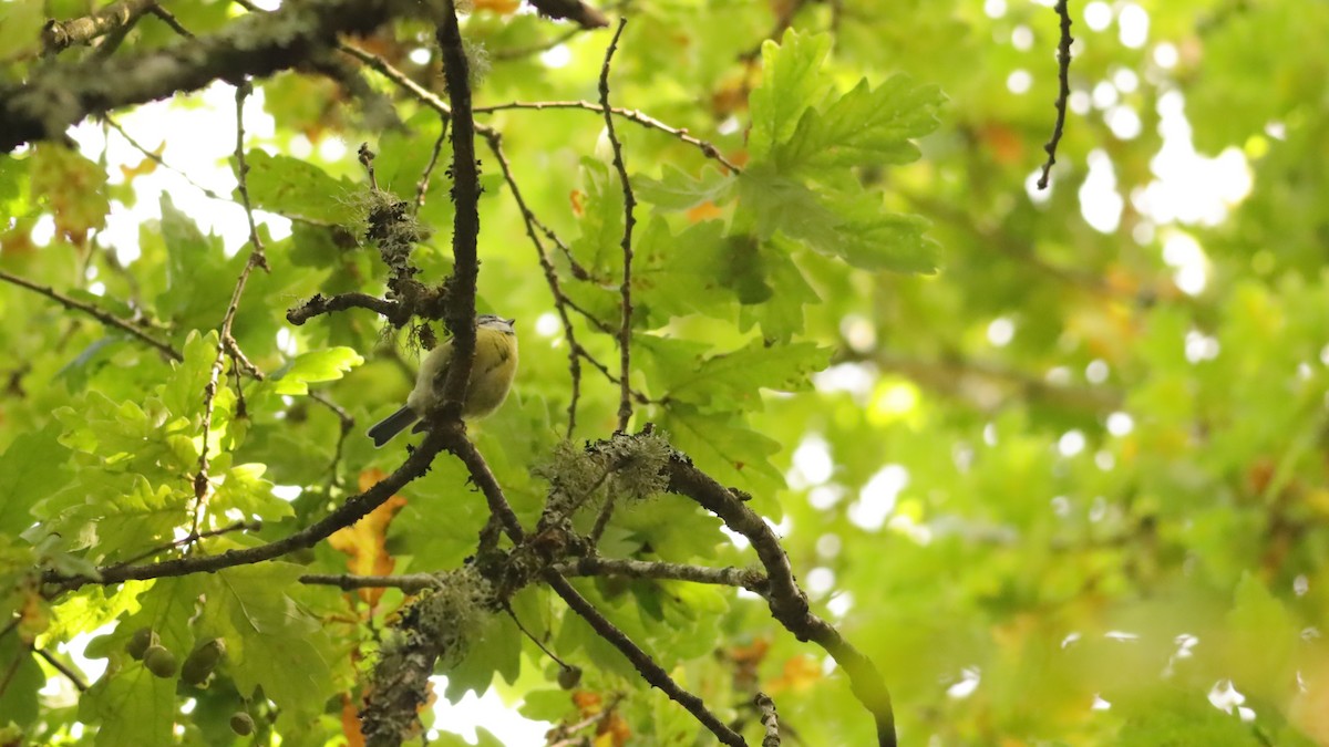 Eurasian Blue Tit - ML647074410