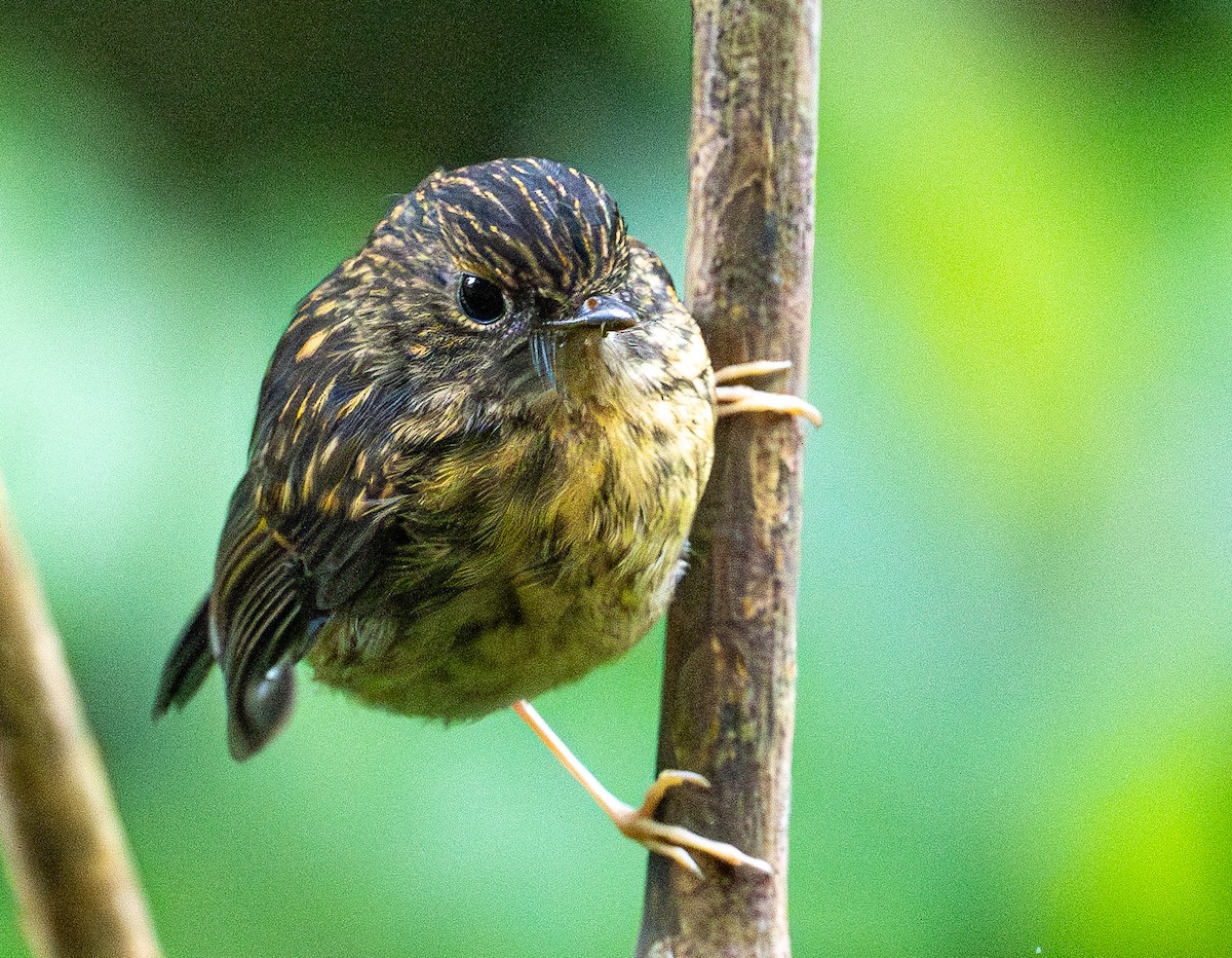 aurorafluesnapper - ML647074412