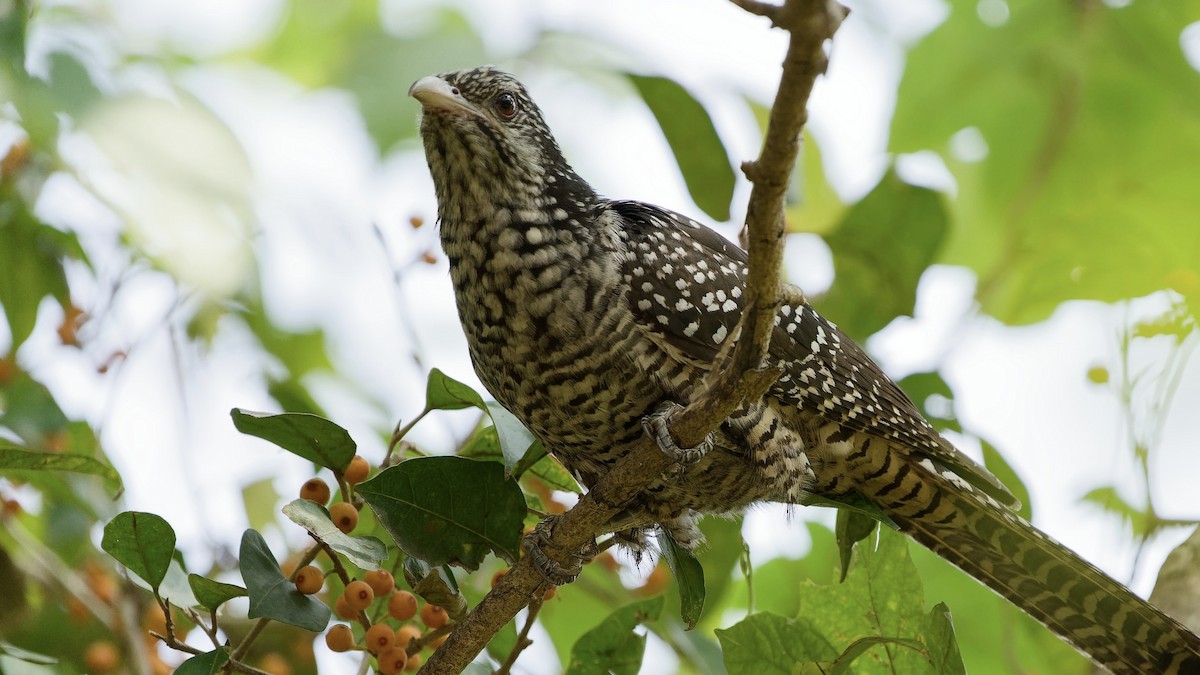 Asian Koel - ML647074418