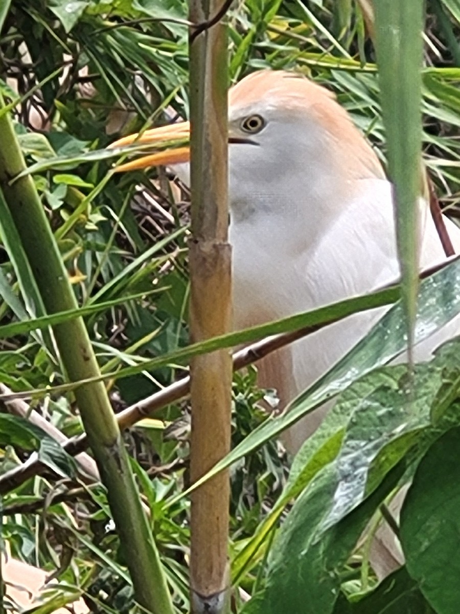 Western Cattle-Egret - ML647074420