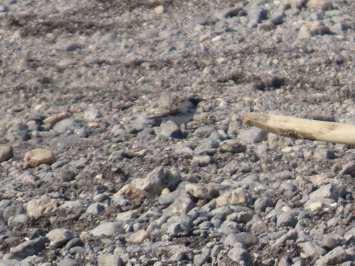 White Wagtail - ML647074422