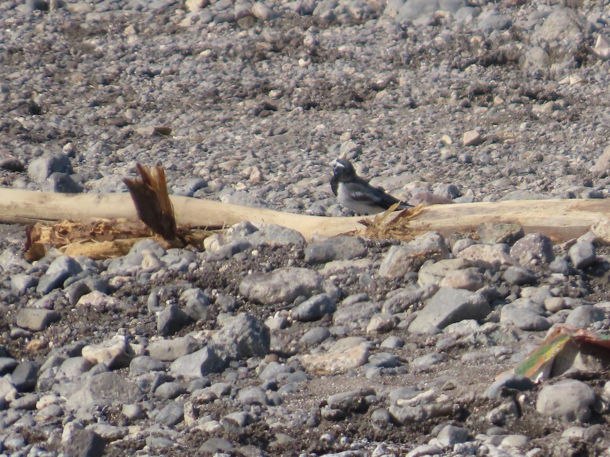 White Wagtail - ML647074423