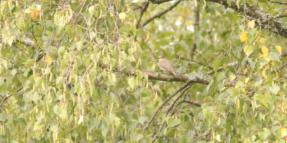 gråfluesnapper - ML647074424