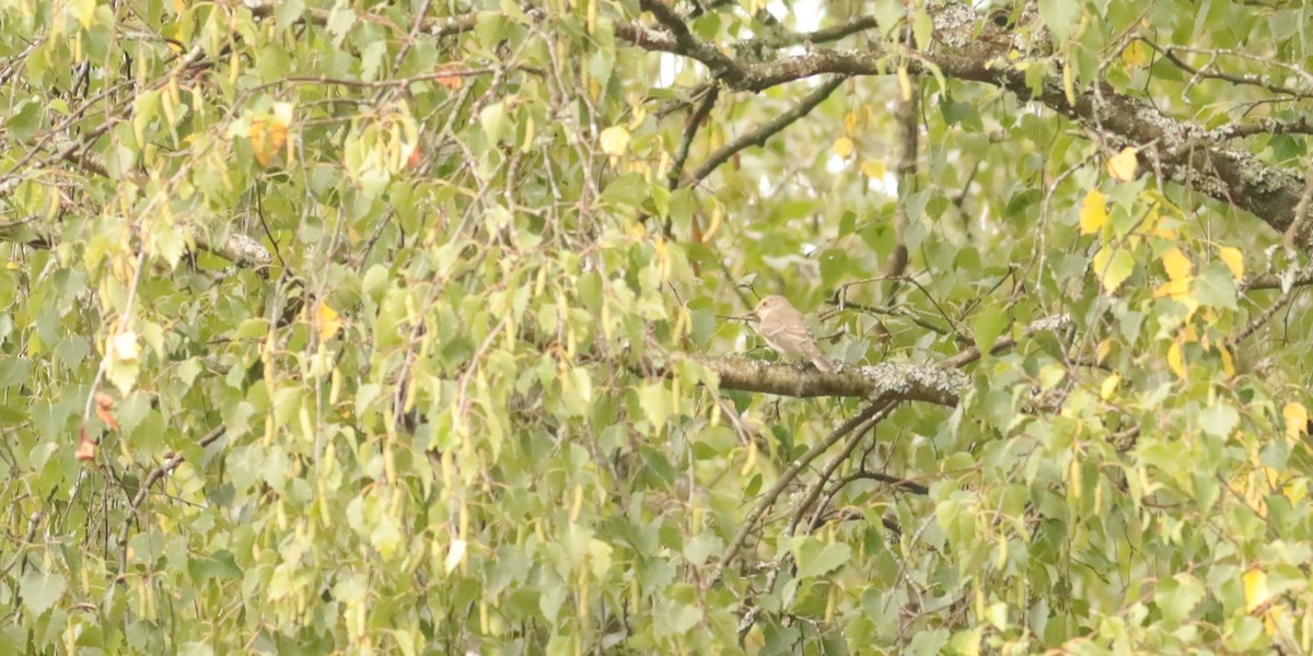 gråfluesnapper - ML647074425