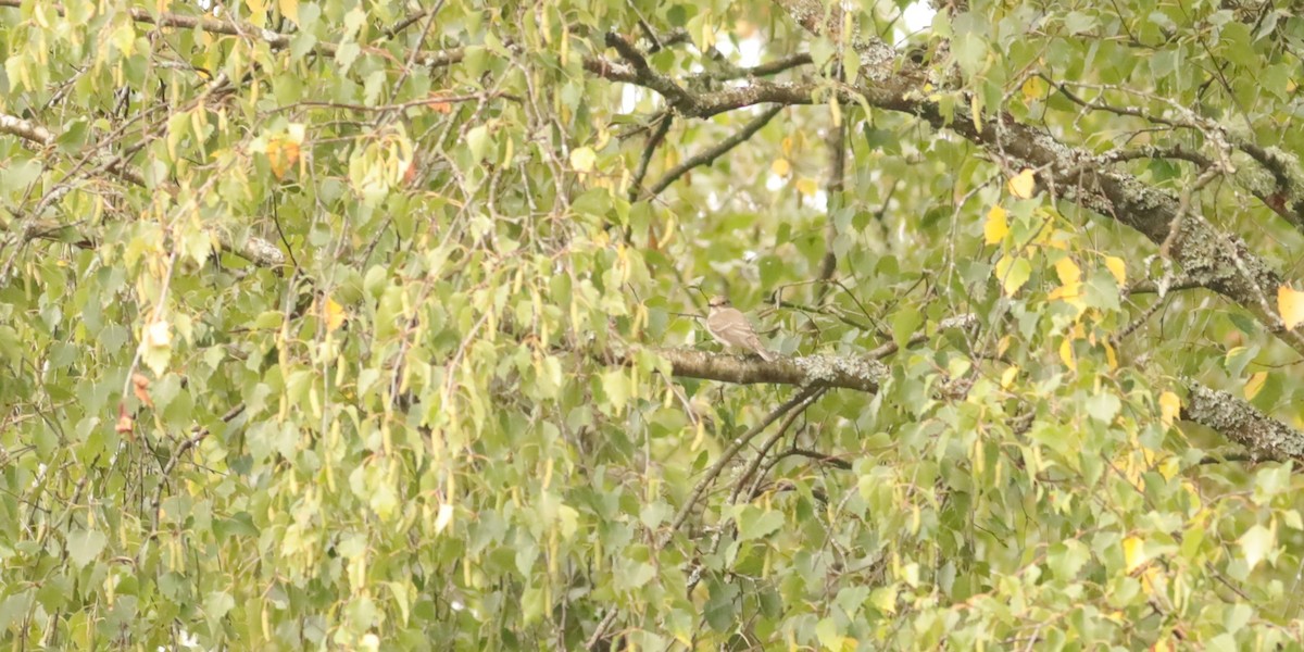 gråfluesnapper - ML647074426