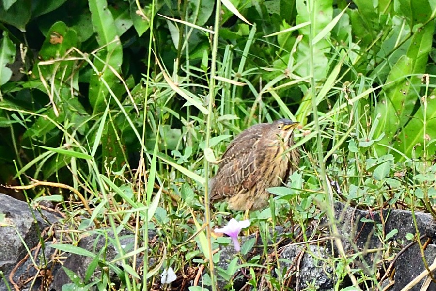 Cinnamon Bittern - ML647074427