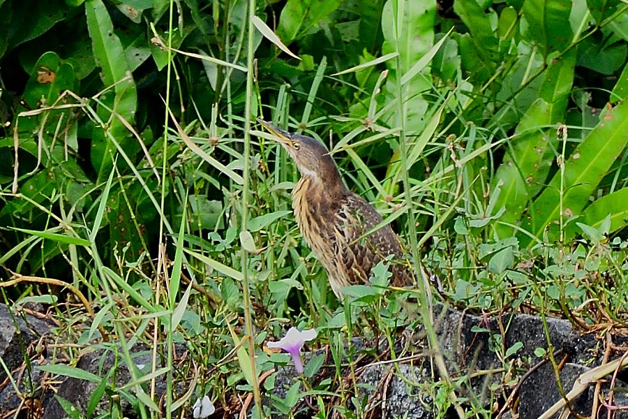 Cinnamon Bittern - ML647074428