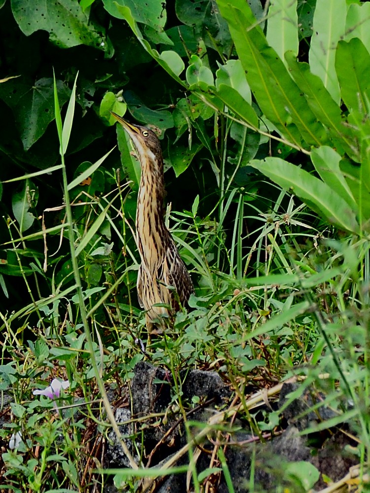 Cinnamon Bittern - ML647074429