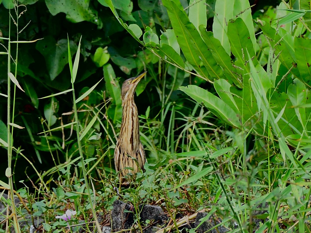 Cinnamon Bittern - ML647074430