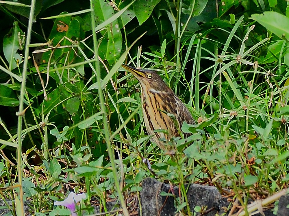 Cinnamon Bittern - ML647074431
