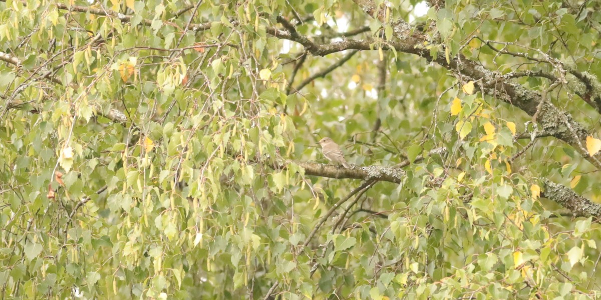 gråfluesnapper - ML647074432