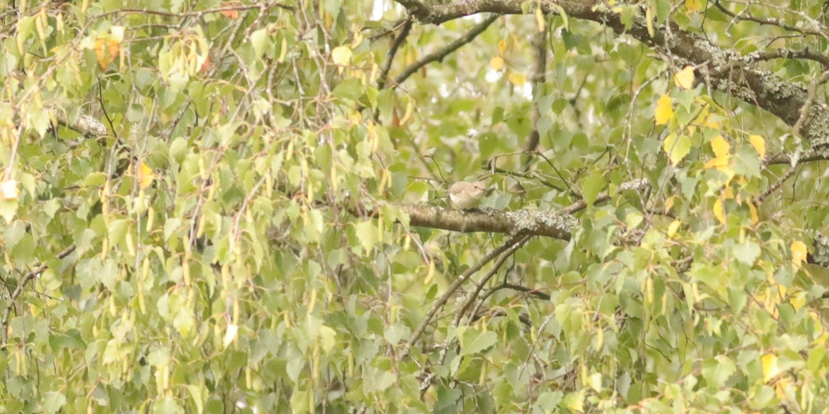 gråfluesnapper - ML647074433