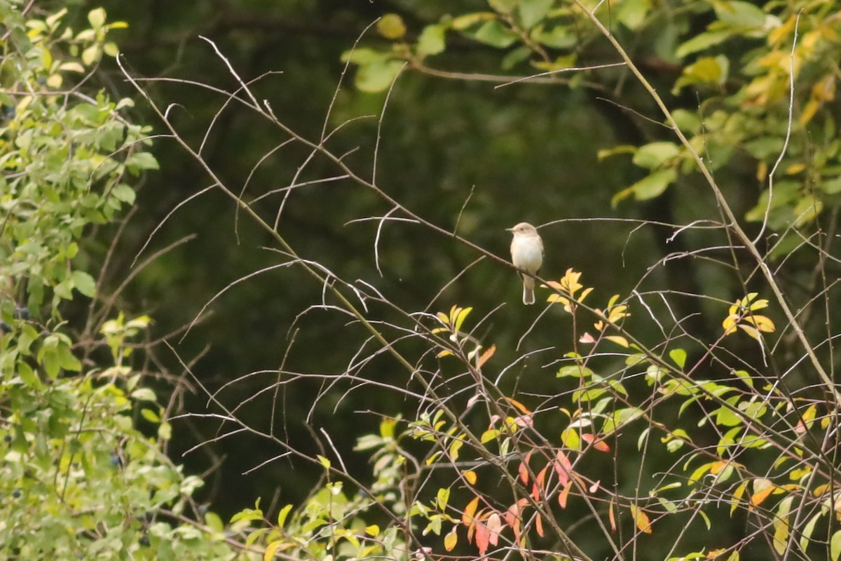 gråfluesnapper - ML647074441