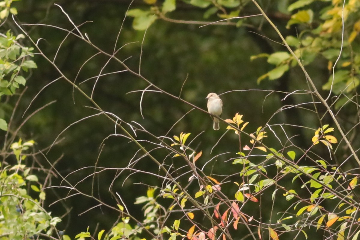 gråfluesnapper - ML647074442