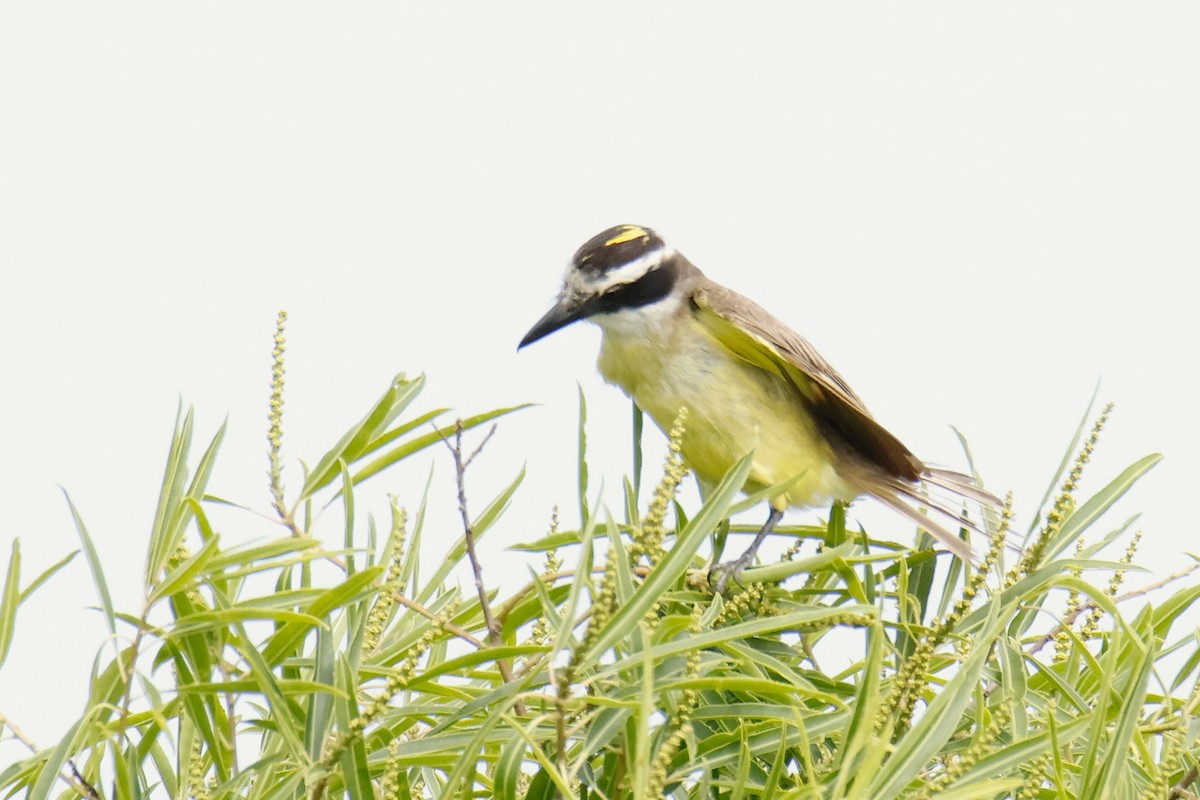 Great Kiskadee - ML647074445