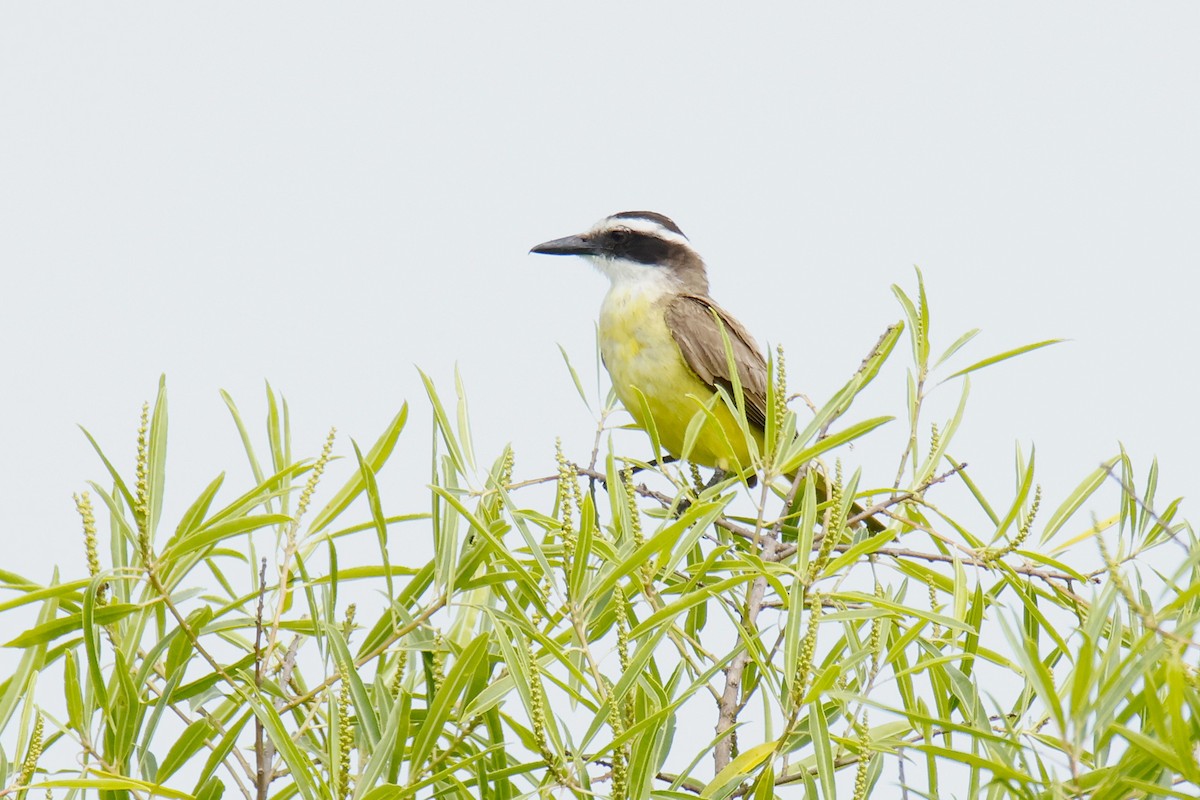 Great Kiskadee - ML647074446