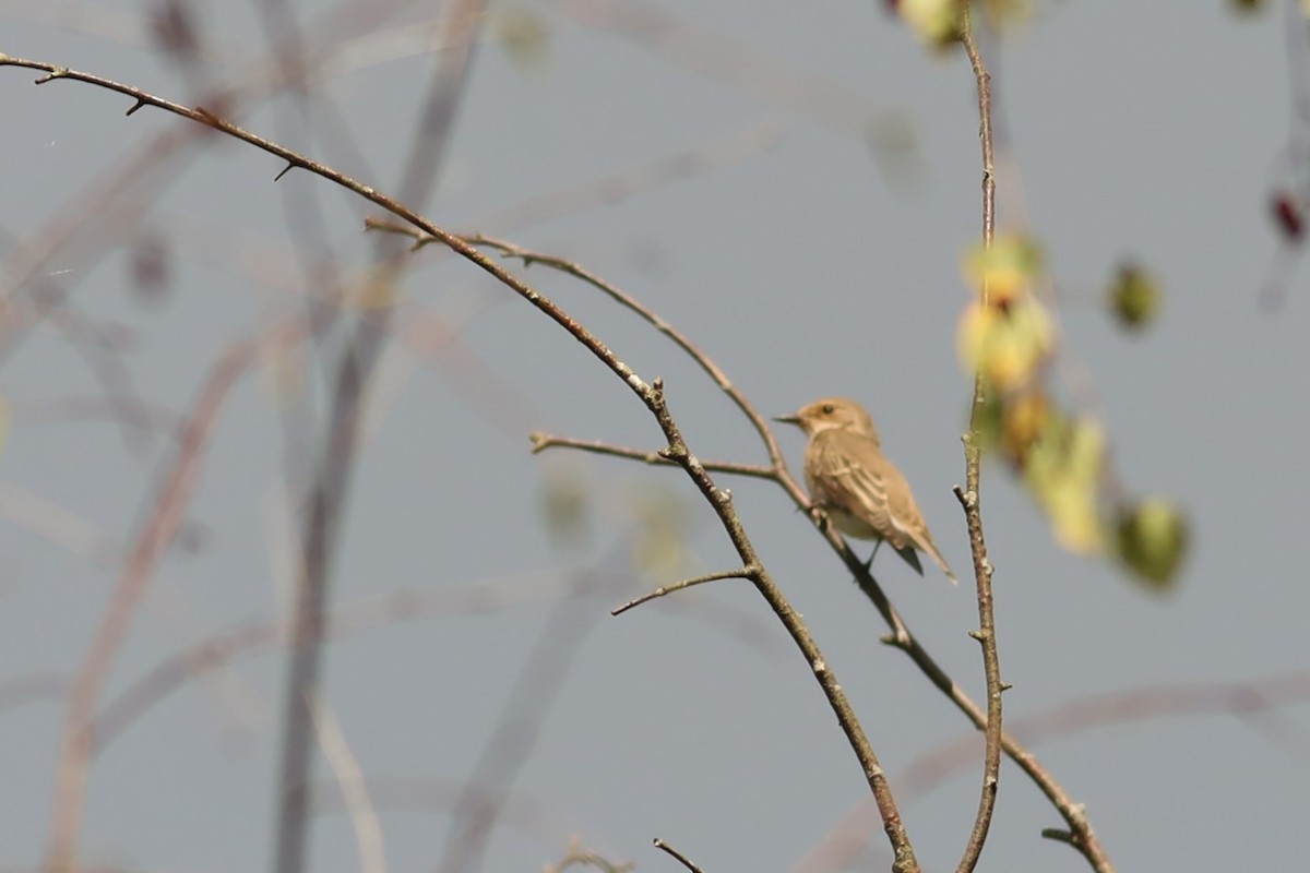 gråfluesnapper - ML647074451