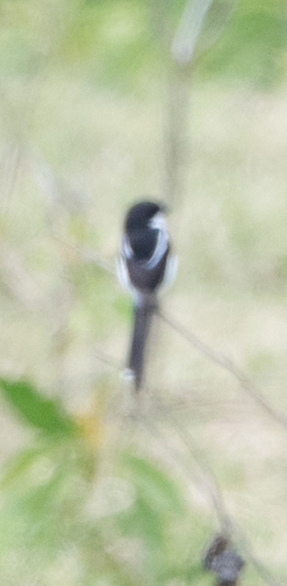 Northern Fiscal - ML647074452