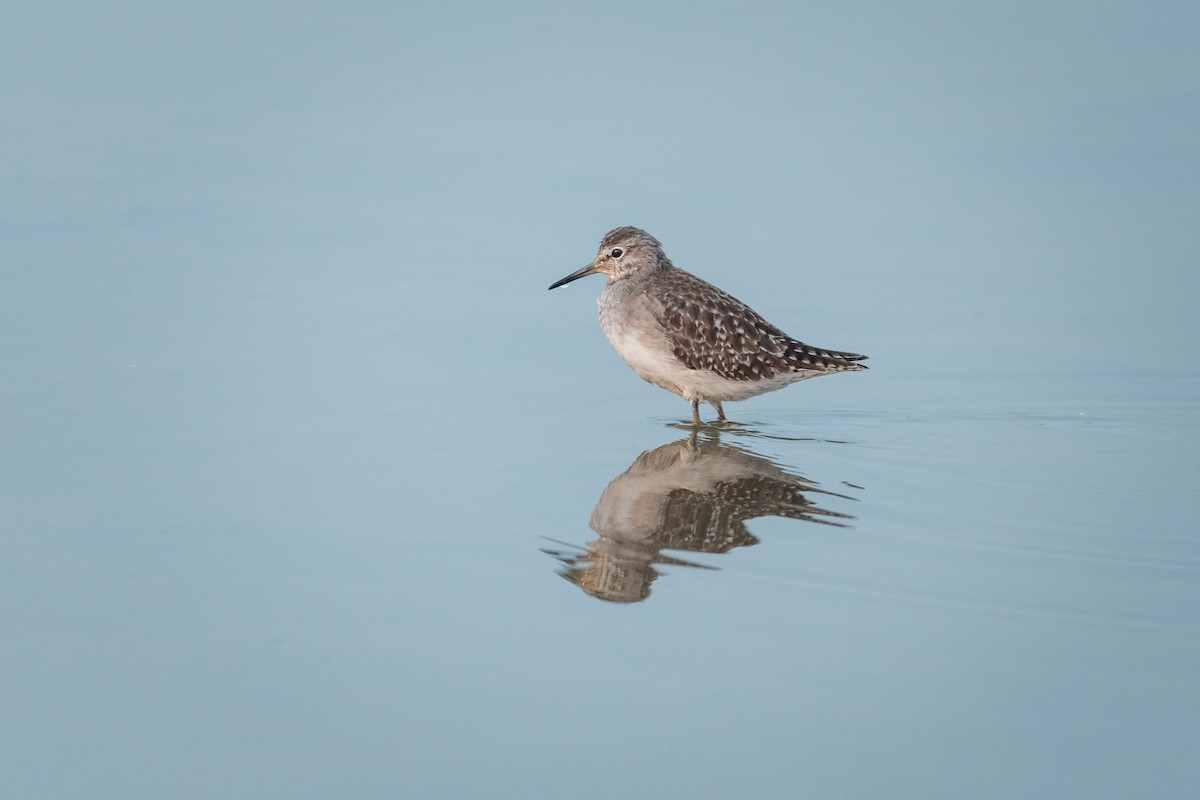 vodouš bahenní - ML647074462