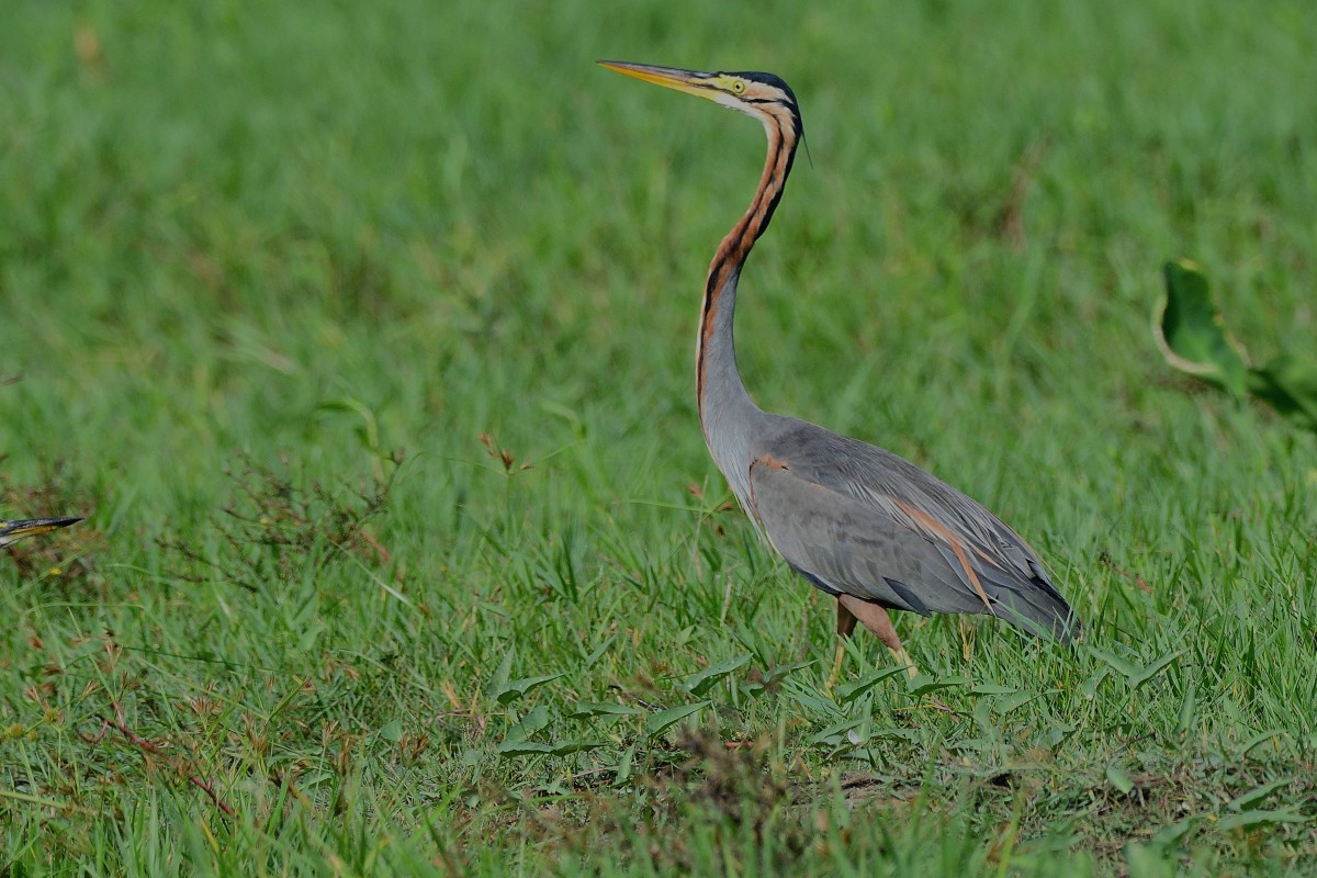 Héron pourpré - ML647074466