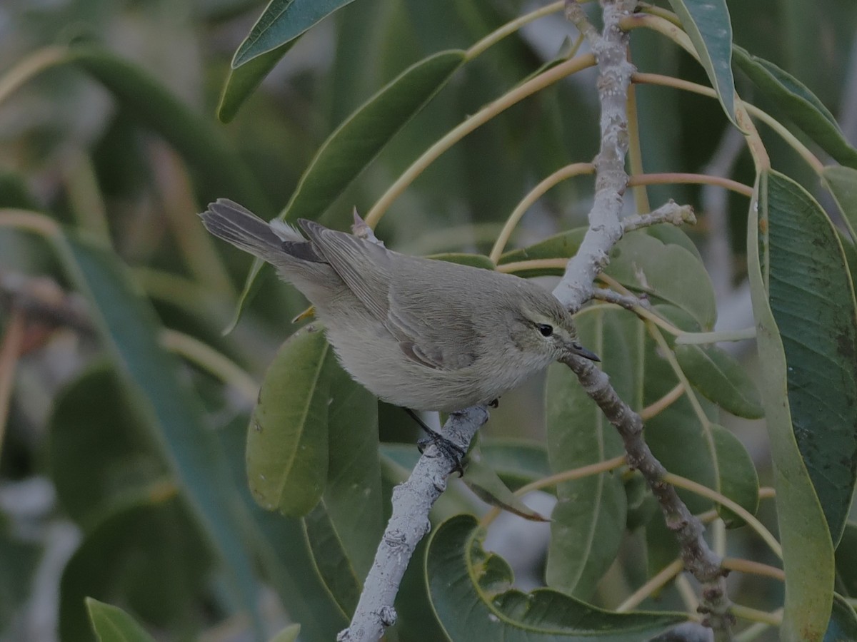 Plain Leaf Warbler - ML647074473