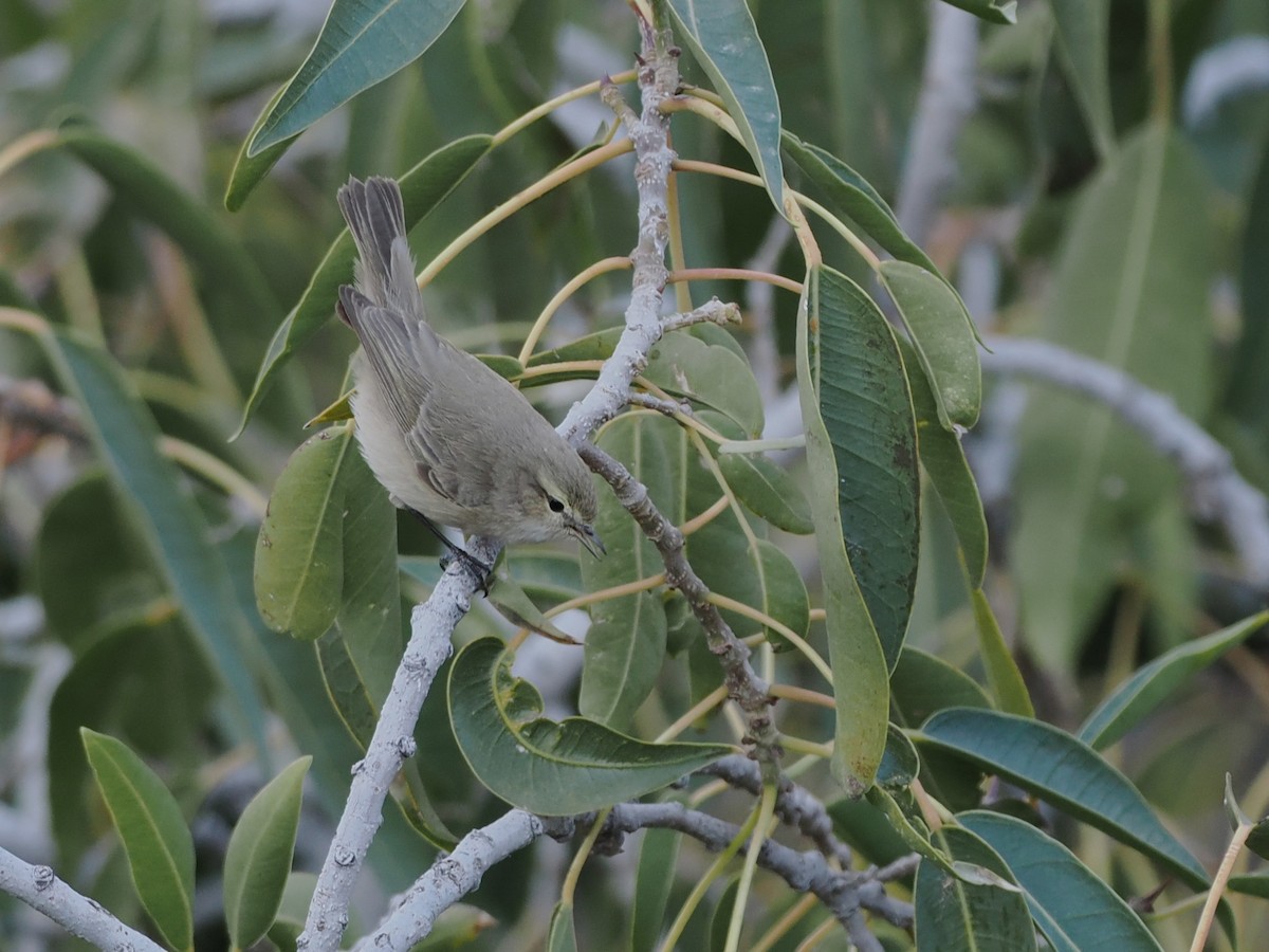 Plain Leaf Warbler - ML647074474