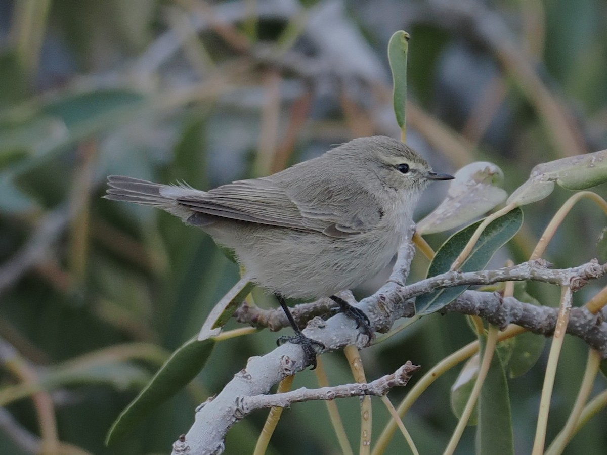 Plain Leaf Warbler - ML647074475