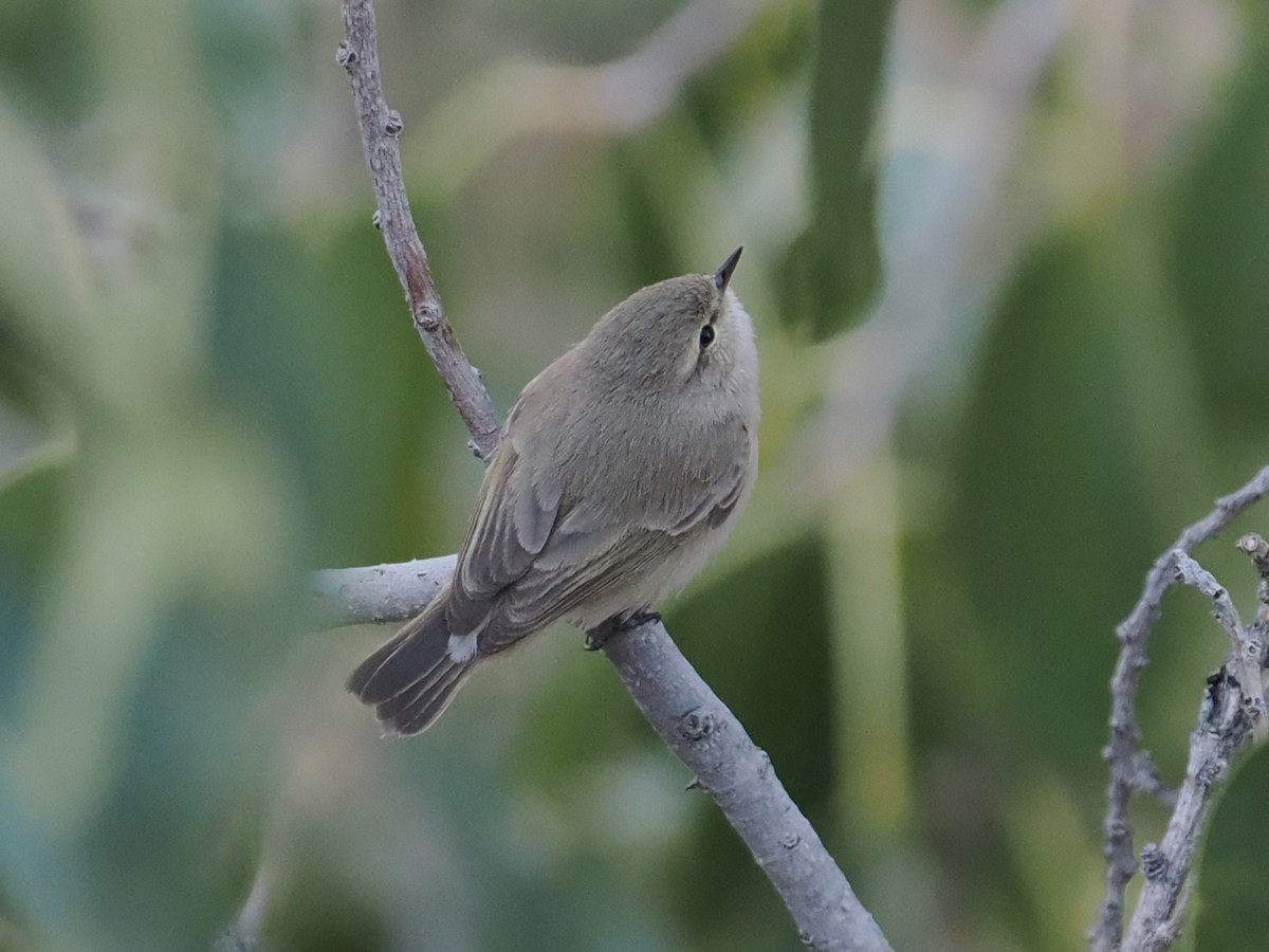 Plain Leaf Warbler - ML647074476