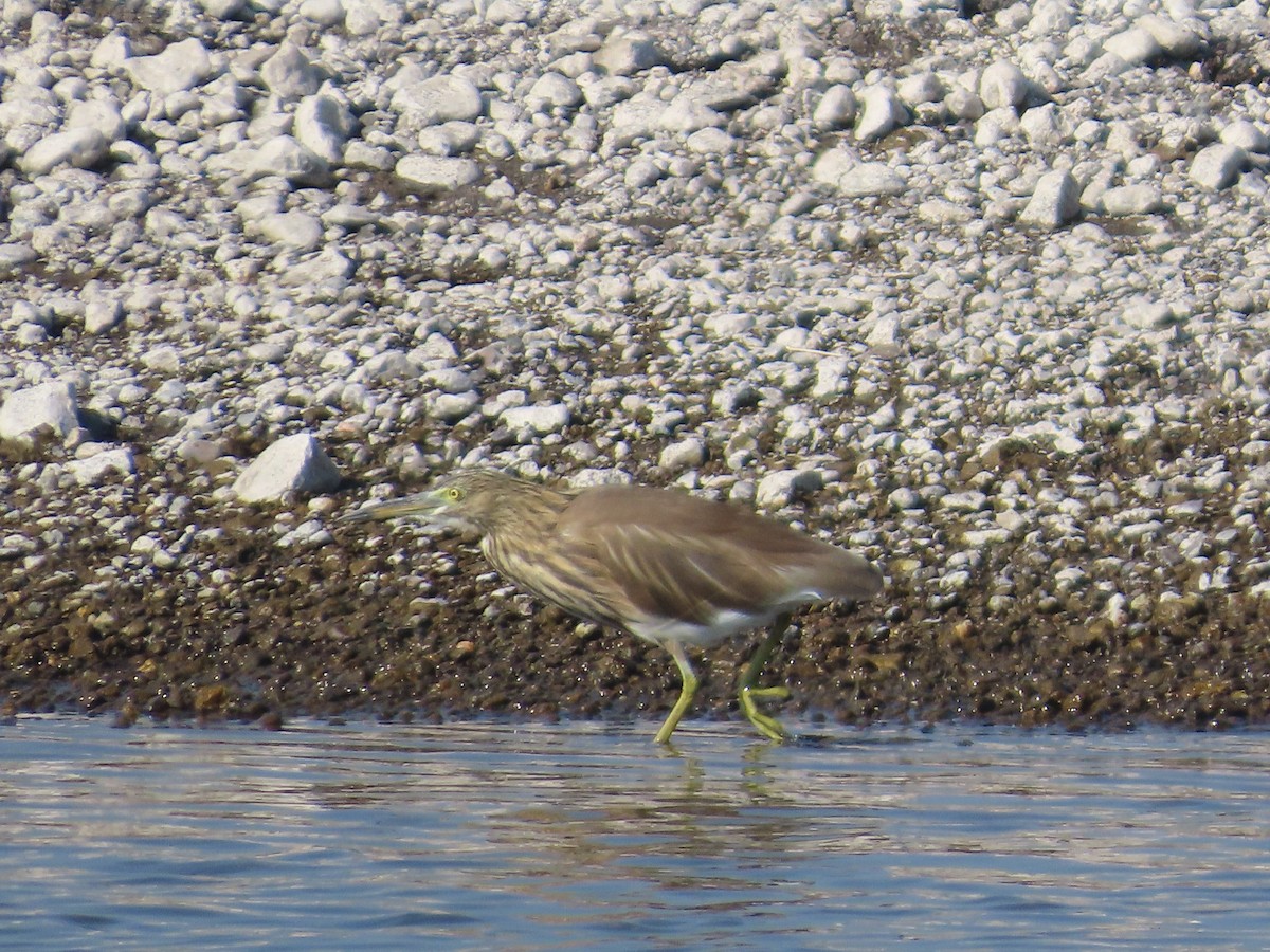 Indian Pond-Heron - ML647074486